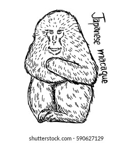 japanese macaque - vector illustration sketch hand drawn with black lines, isolated on white background