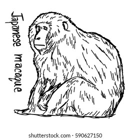 japanese macaque - vector illustration sketch hand drawn with black lines, isolated on white background