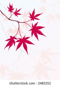 Japanese Maple