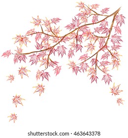 Japanese maple (Acer palmatum, fullmoon maple) branch with red leaves. Hand drawn vector sketch for greeting cards.