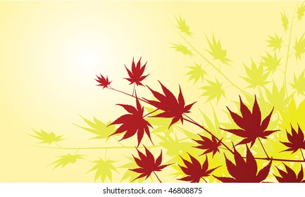 Japanese maple background