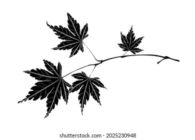 Japanese maple branch with leaves. Graphic drawing. Black and white illustration. Vector.