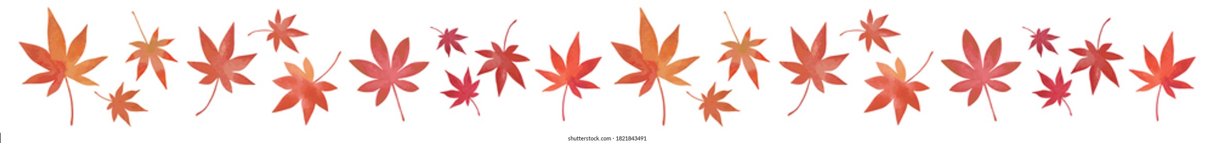 Japanese maple leaf. Autumn leaves. A watercolor painting. Line material.
