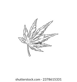 Japanese maple leaf sketch