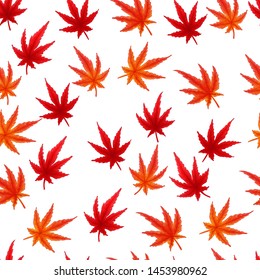 Japanese maple leaves autumn