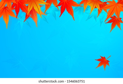 Japanese maple leaves on a blue background