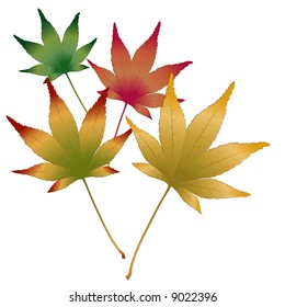 Japanese Maple leaves vector