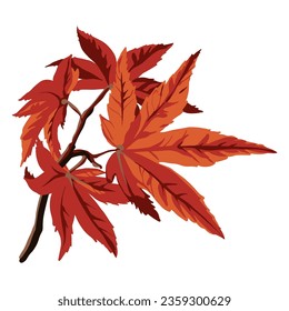 Japanese maple leaves vector color illustration