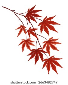 Rama de árbol de arce japonés con hojas rojas de otoño sobre fondo blanco