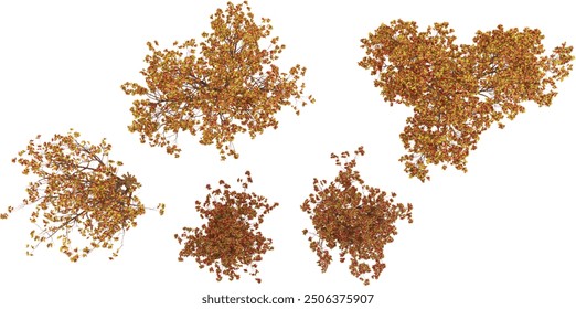 Japanese maple trees with transparent background, 3D rendering, for illustration, digital composition, architecture visualization,top view