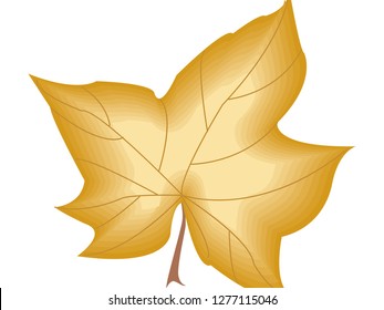 Japanese maple vector for banner, presentation and wallpaper purposes on white background 136