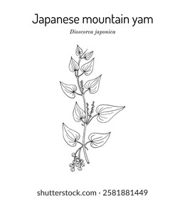 Japanese mountain yam or yamaimo (Dioscorea japonica), edible and medicinal plant. Hand drawn botanical vector illustration