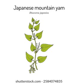 Japanese mountain yam or yamaimo (Dioscorea japonica), edible and medicinal plant. Hand drawn botanical vector illustration