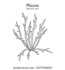 Japanese mustard greens or Mizuna (Brassica rapa var. niposinica), edible and medicinal plant. Botanical hand drawn vector illustration