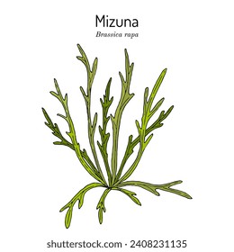 Japanese mustard greens or Mizuna (Brassica rapa var. niposinica), edible and medicinal plant. Botanical hand drawn vector illustration