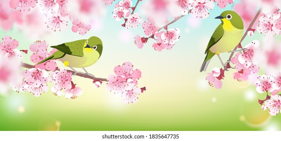 Japanese Nightingale on a branch of cherry blossoms. Hanami in Japan. Pink Sakura and Uguisu. A pair of songbirds in love. Spring is coming.