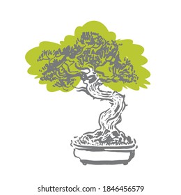 Japanese old bonsai tree in pot hand drawn logo