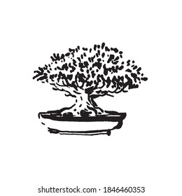 Japanese old bonsai tree in pot hand drawn logo