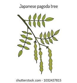 Japanese pagoda tree (Styphnolobium japonicum), or Sophora, medicinal plant. Hand drawn botanical vector illustration