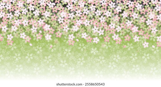 Japanese Pattern Cherry Blossoms Background