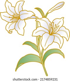 Illustration der japanischen Baumwollblume