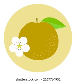 Japanese pear fruit and white blossom on beige circular background