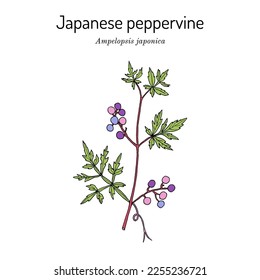 Japanese peppervine (Ampelopsis japonica), medicinal plant. Hand drawn botanical vector illustration