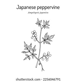 Japanese peppervine (ampelopsis japonica), medicinal plant. Hand drawn botanical vector illustration