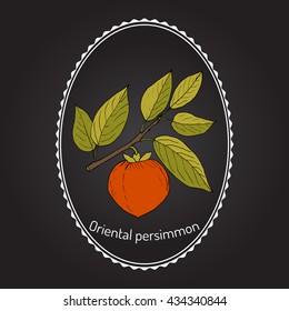 Japanese persimmon (Diospyros kaki), or Chinese persimmon, Oriental persimmon.  Hand drawn botanical vector illustration