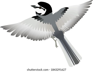 Japanese Pied Wagtail 'White Wagtail' , vector illustration