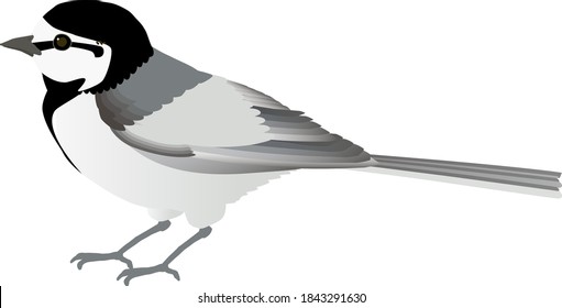 Japanese Pied Wagtail 'White Wagtail' , vector illustration