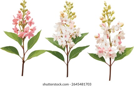 Árvore pieris japonesa isolada, recorte de arbusto Pieris japonica, ilustração vetorial, arbusto florido, planta de jardim ornamental, vegetação natural, elementos paisagísticos, flora de primavera.