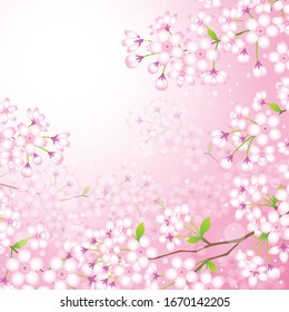 Japanese pink cherry blossoms background