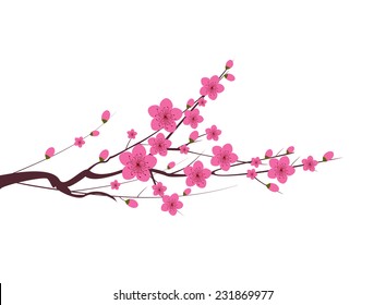 Japanese plum blossom