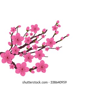 Japanese plum blossom