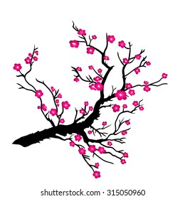 Japanese plum blossom on a white background. Vector illustration