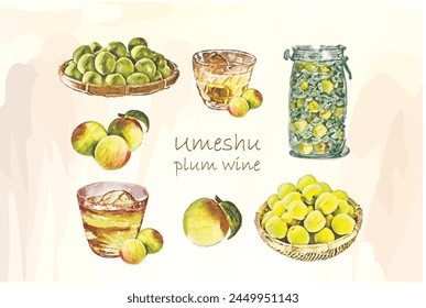 Japanese plum wine "umeshu" watercolor style hand drawn illustration.