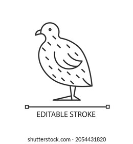 Japanese quail linear icon. Coturnix japonica. Domestic bird. Commercial poultry farming. Thin line customizable illustration. Contour symbol. Vector isolated outline drawing. Editable stroke