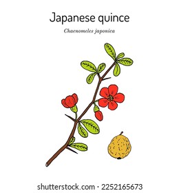 Japanese quince (Chaenomeles japonica), edible and medicinal plant. Hand drawn botanical vector illustration