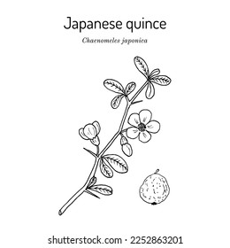 Japanese quince (Chaenomeles japonica), edible and medicinal plant. Hand drawn botanical vector illustration