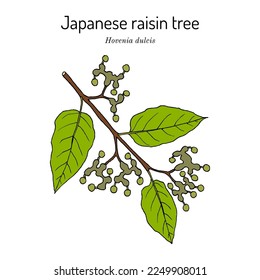 Japanese raisin tree (Hovenia dulcis), edible and medicinal plant. Hand drawn botanical vector illustration