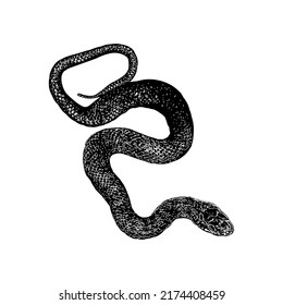 Japanese rat snake hand drawing vector illustration isolated on white background