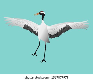 Japanese red-crowned crane dancing, standing in different poses isolated on white background set, vector illustration