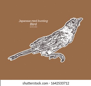 The Japanese reed bunting or ochre-rumped bunting is a species of bird in the family Emberizidae. It is found in Manchuria, Korea and Japan. Hand draw sketch vector.