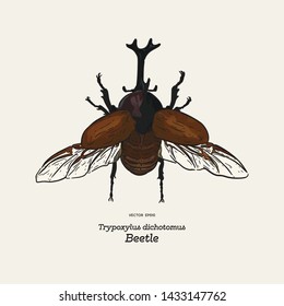 Japanese rhinoceros beetle (Trypoxylus dichotomus) . hand draw sketch vector.