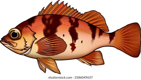 'Japanese rockfish' illustration Vector EPS format