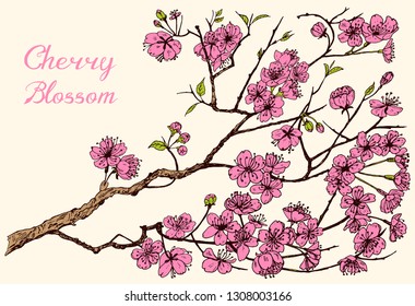 Japanese Sakura, Blooming cherry, magnolia or almond. Wild Flowers with leaves. Wedding plant with leaf and buds. Botanical spring herb background. Engraved hand drawn in doodle sketch for card.