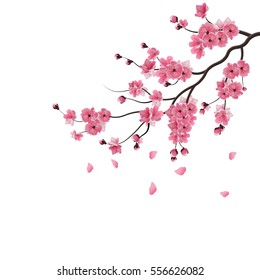 Japanese sakura. The branch of dark pink sakura blossom. Isolated on white background. Vector illustration