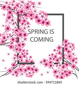 Japanese sakura branches with cherry blossom flowers isolated on blue background vector illustration. Spring is coming