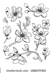 Japanese sakura buds set. Cherry blossom flowers. Black and white doodle. Spring collection. 
